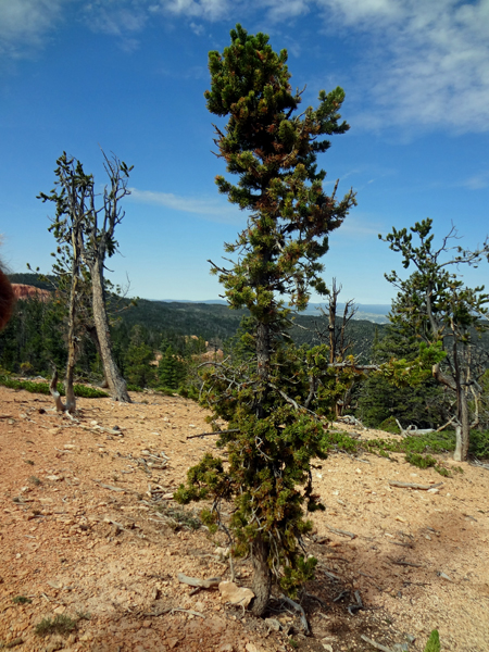 scenery while on the ATV Ride